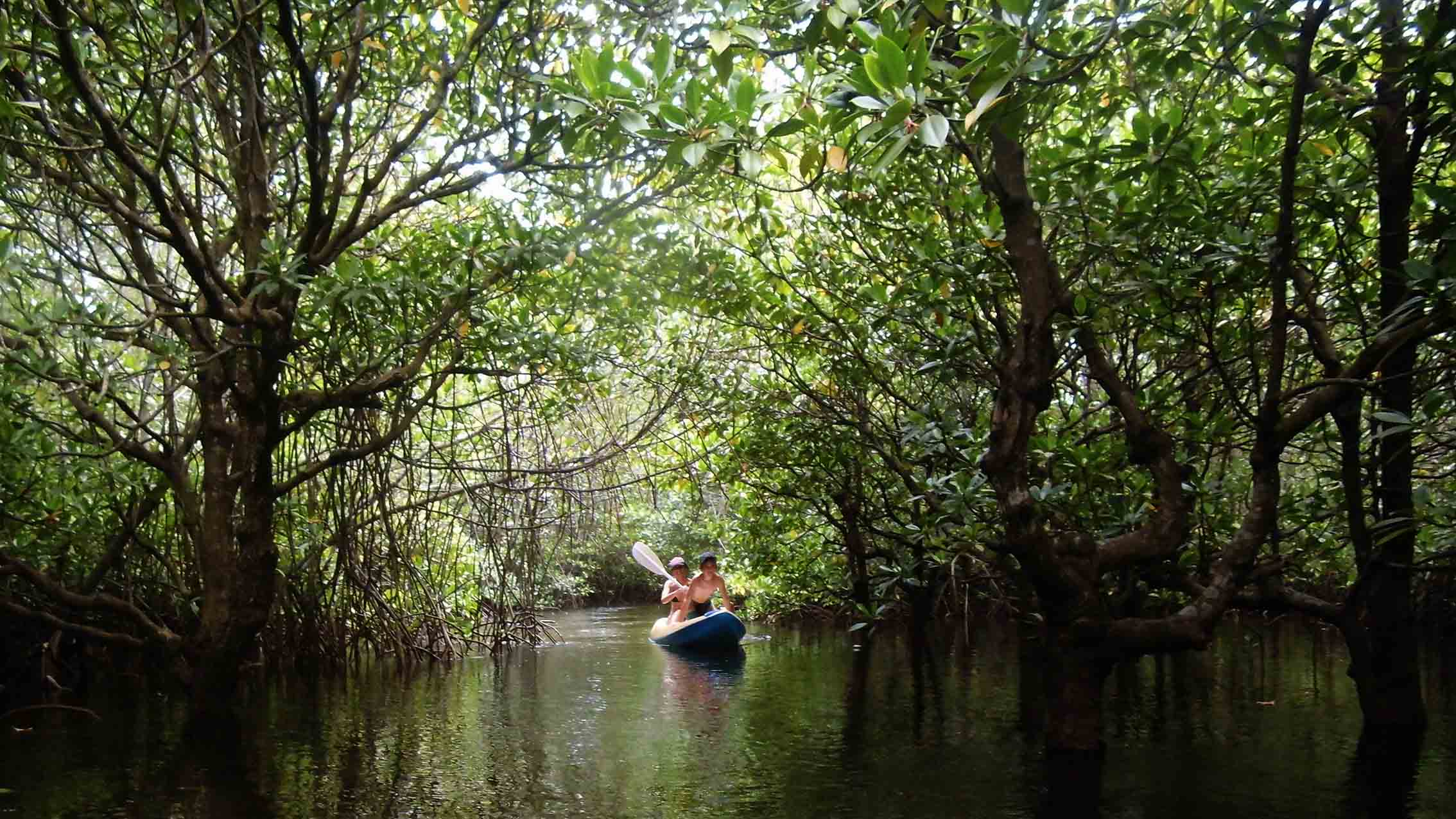 hutan bakau nusa lembongan destination